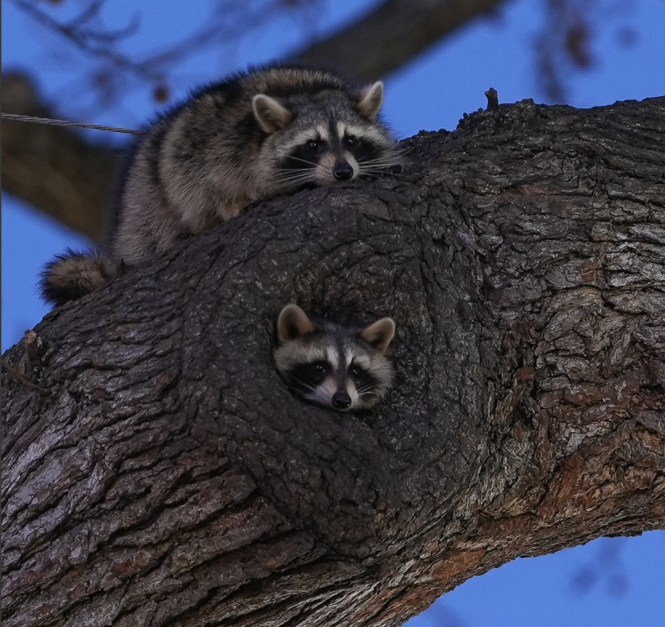 Photo of two raccoons resting on a tree branch in a park setting at dusk.